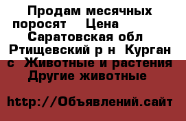 Продам месячных поросят. › Цена ­ 2 000 - Саратовская обл., Ртищевский р-н, Курган с. Животные и растения » Другие животные   